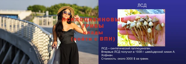 прущие грибы Медногорск